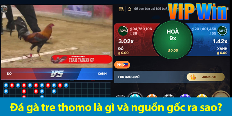 Bí quyết chọn gà và mẹo cược đá gà tre hiệu quả từ chuyên gia