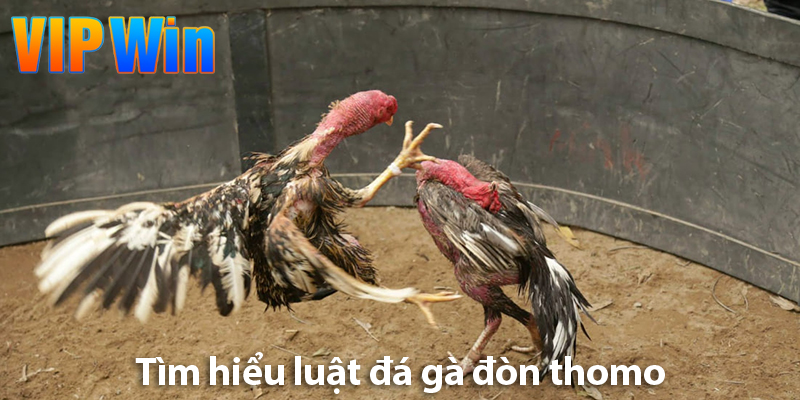 Cá độ đá gà đòn trực tuyến: Sân chơi giải trí hấp dẫn và kịch tính nhất 2025